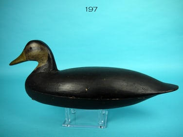BLACK DUCK, E. PARKER