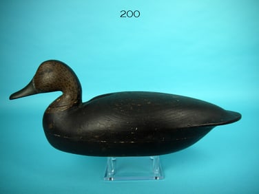 BLACK DUCK, L. PARKER