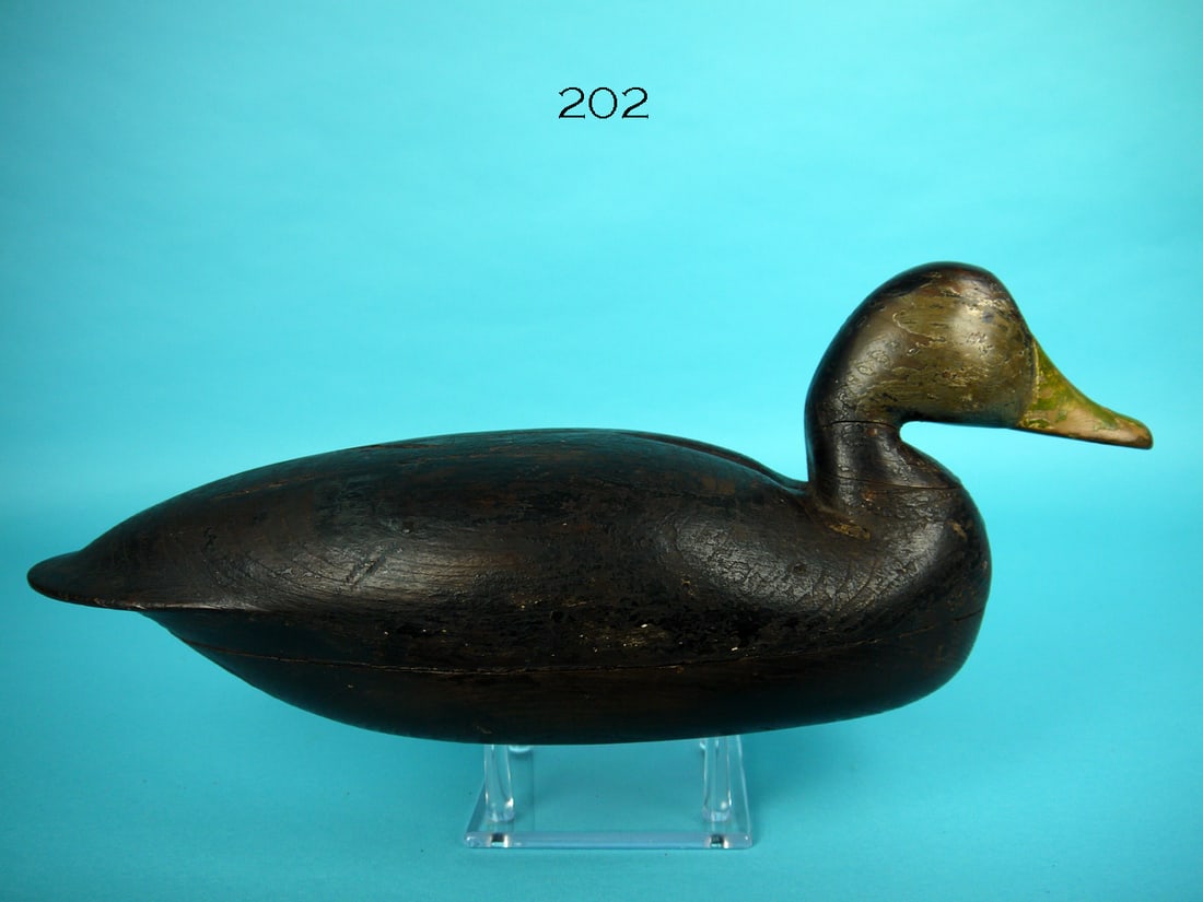 BLACK DUCK, L. PARKER (1 of 4)