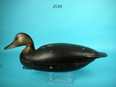 BLACK DUCK, PARKERTOWN, NJ