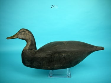BLACK DUCK, B. RIDGEWAY ATTRIB.