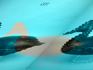 BLACK DUCK, H.V. SHOURDS