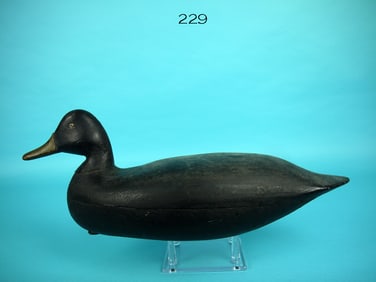 BLACK DUCK, H.M. SHOURDS