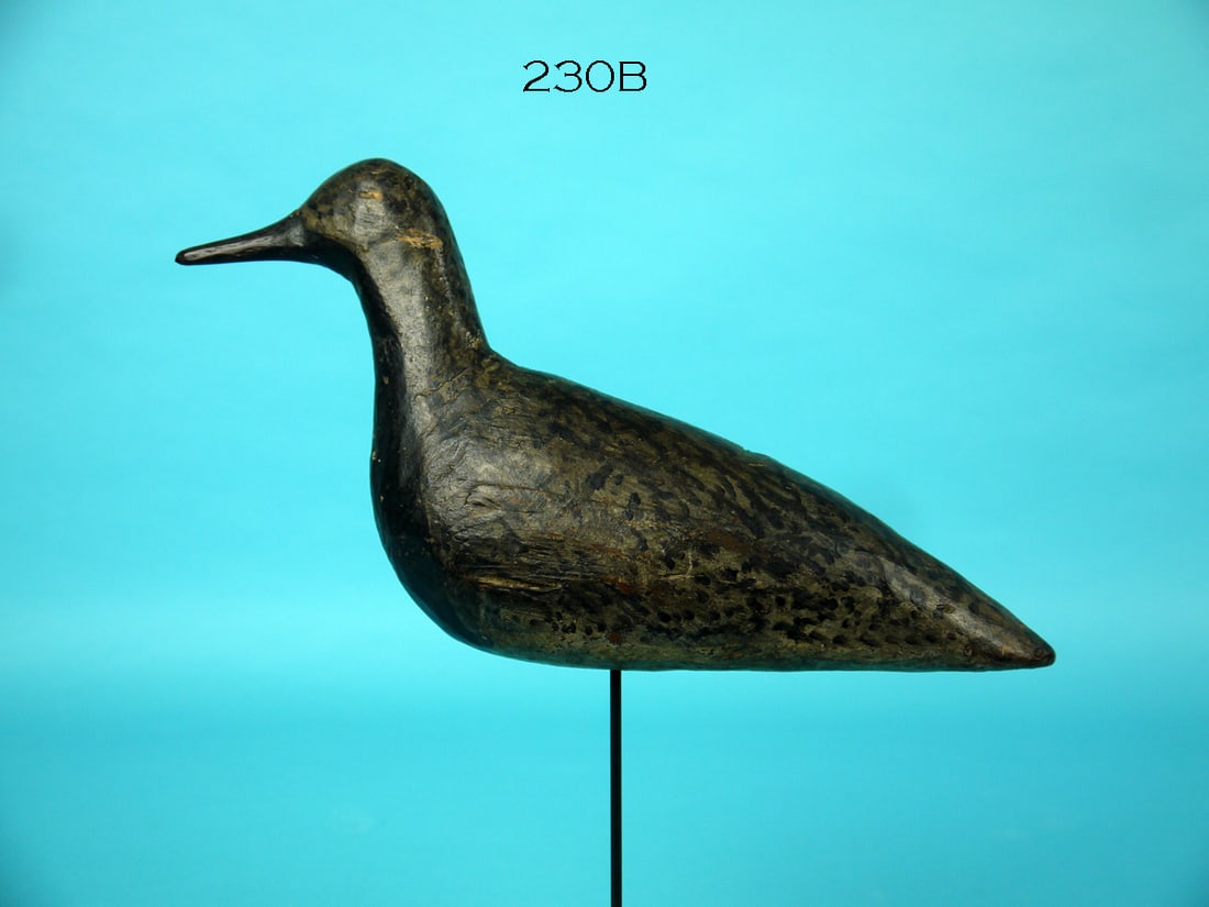 BLACK-BELLIED PLOVER, NAVESINK RIVER, NJ (1 of 4)