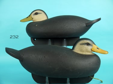 BLACK DUCK PAIR, C.R. MARTER, JR.