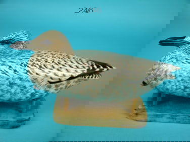 ONE-THIRD SIZE HERRING GULL, J. WOOD