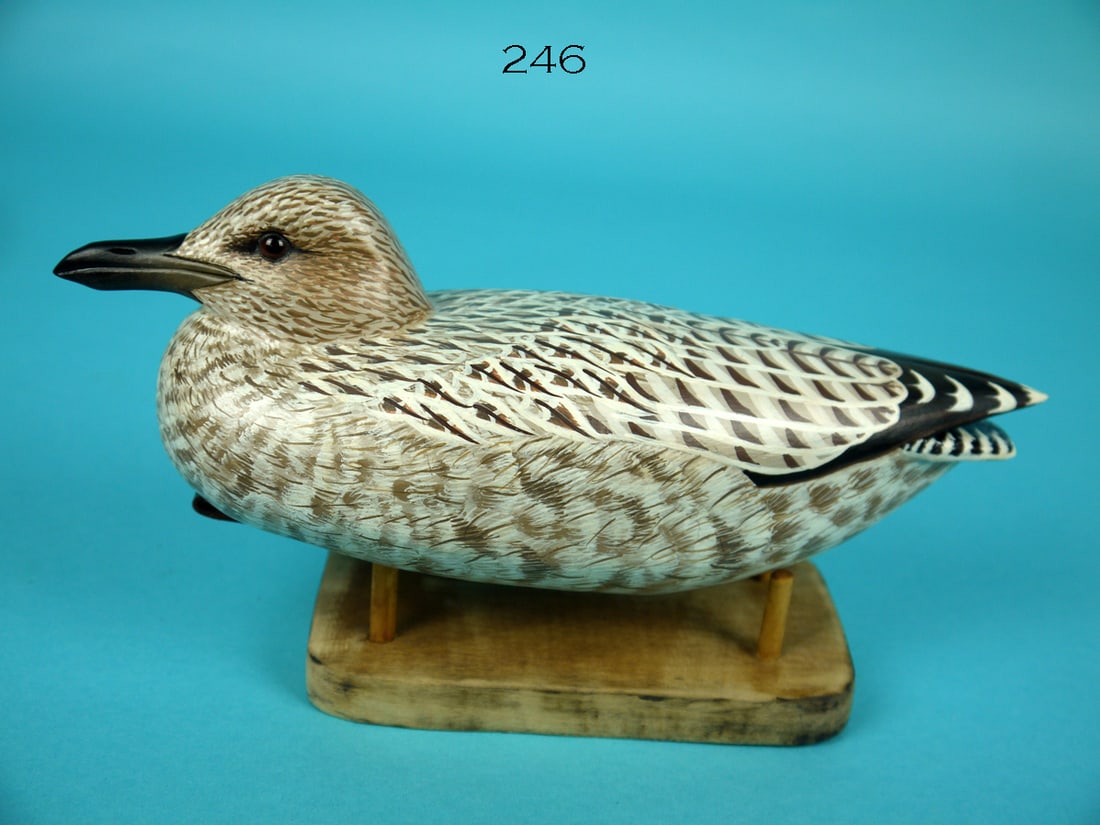 ONE-THIRD SIZE HERRING GULL, J. WOOD (1 of 4)