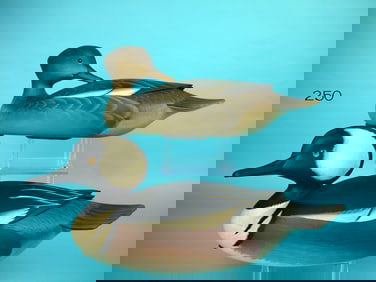 HOODED MERGANSER PAIR, G. STRUNK