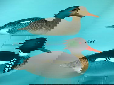 RED-BREASTED MERGANSER PAIR, O. LAWSON