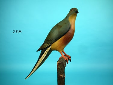 RARE PASSENGER PIGEON, B. WHITE