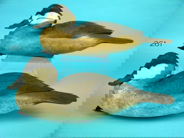 RUDDY DUCK PAIR,  B. WHITE