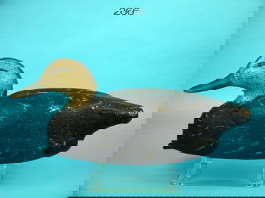 BLACK DUCK, B. WHITE