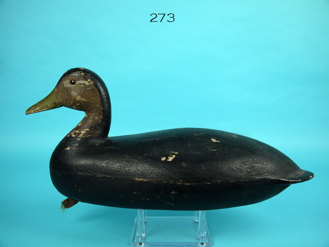 BLACK DUCK, F. SHROPSHIRE (1 of 4)