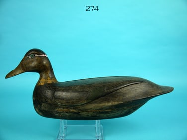 BLACK DUCK, S. SOPER
