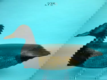 BLUEBILL DRAKE, S. SOPER