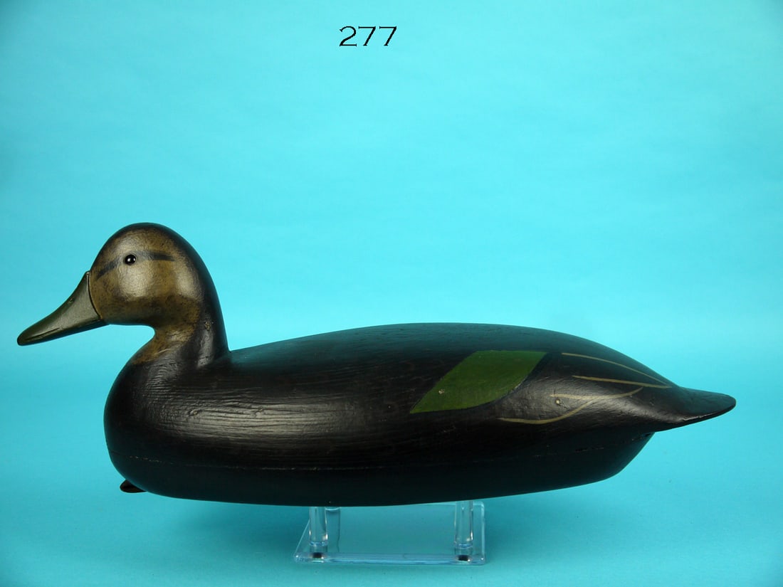 BLACK DUCK, C. SPRAGUE (1 of 4)