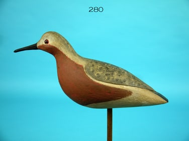 RED KNOT, C. SPRAGUE