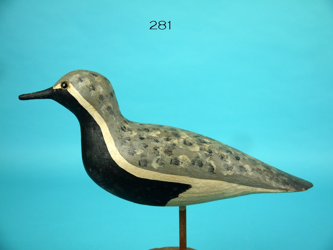 BLACK-BREASTED PLOVER, C. SPRAGUE (1 of 3)