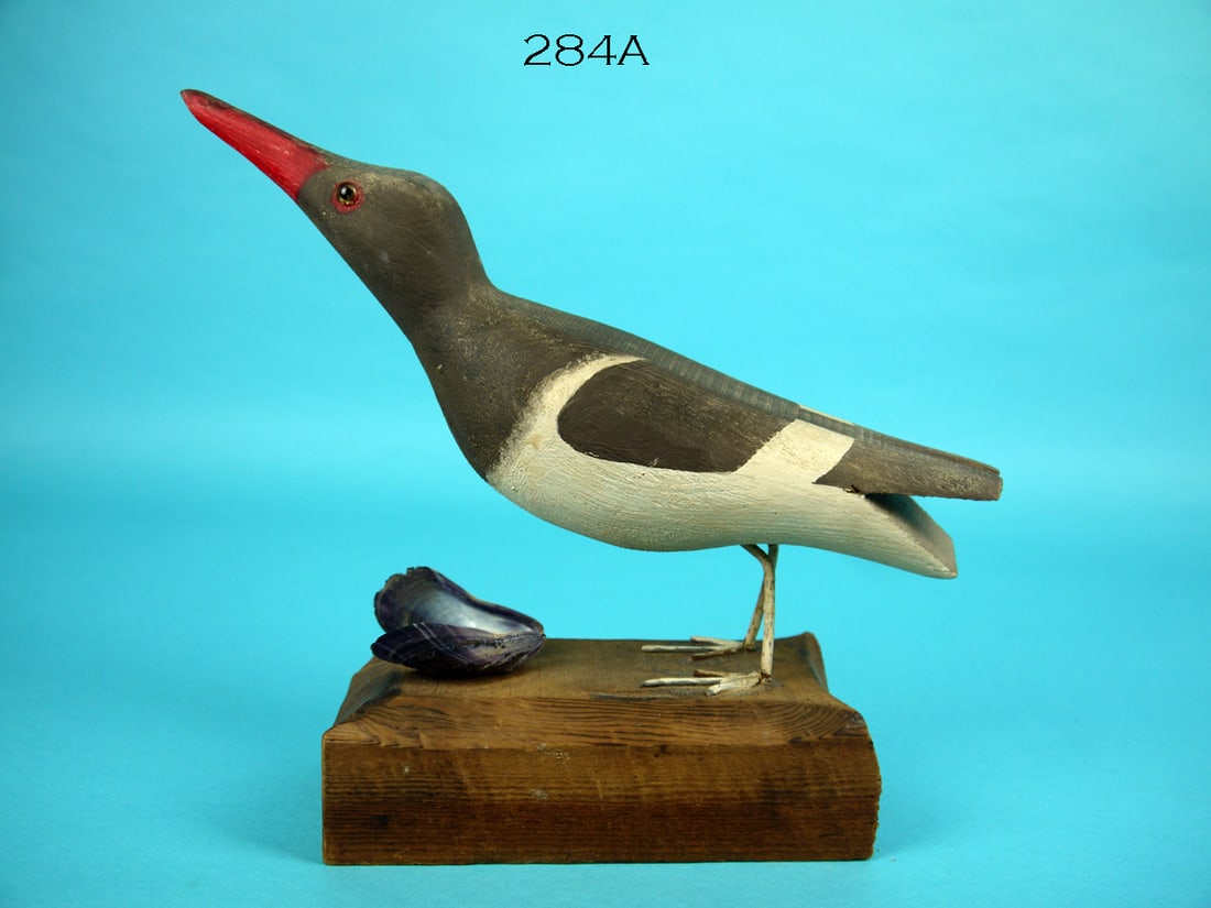 OYSTER CATCHER, C. SPRAGUE (1 of 3)