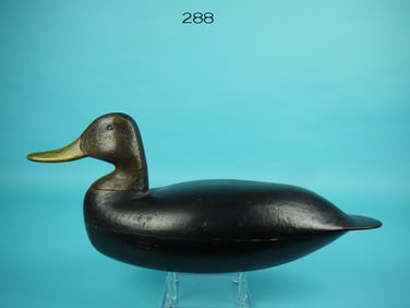 BLACK DUCK, L. TRUEX