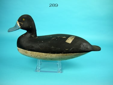 BLUEBILL HEN, L. TRUEX