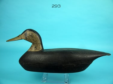 BLACK DUCK, L. VAN BRUNT