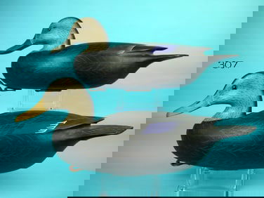 BLACK DUCK PAIR, WM. OLER