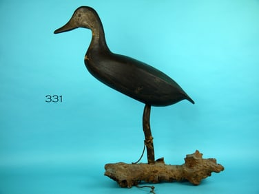 BLACK DUCK, H. CONKLIN