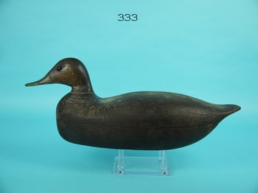 BLACK DUCK, CAPE MAY, NJ