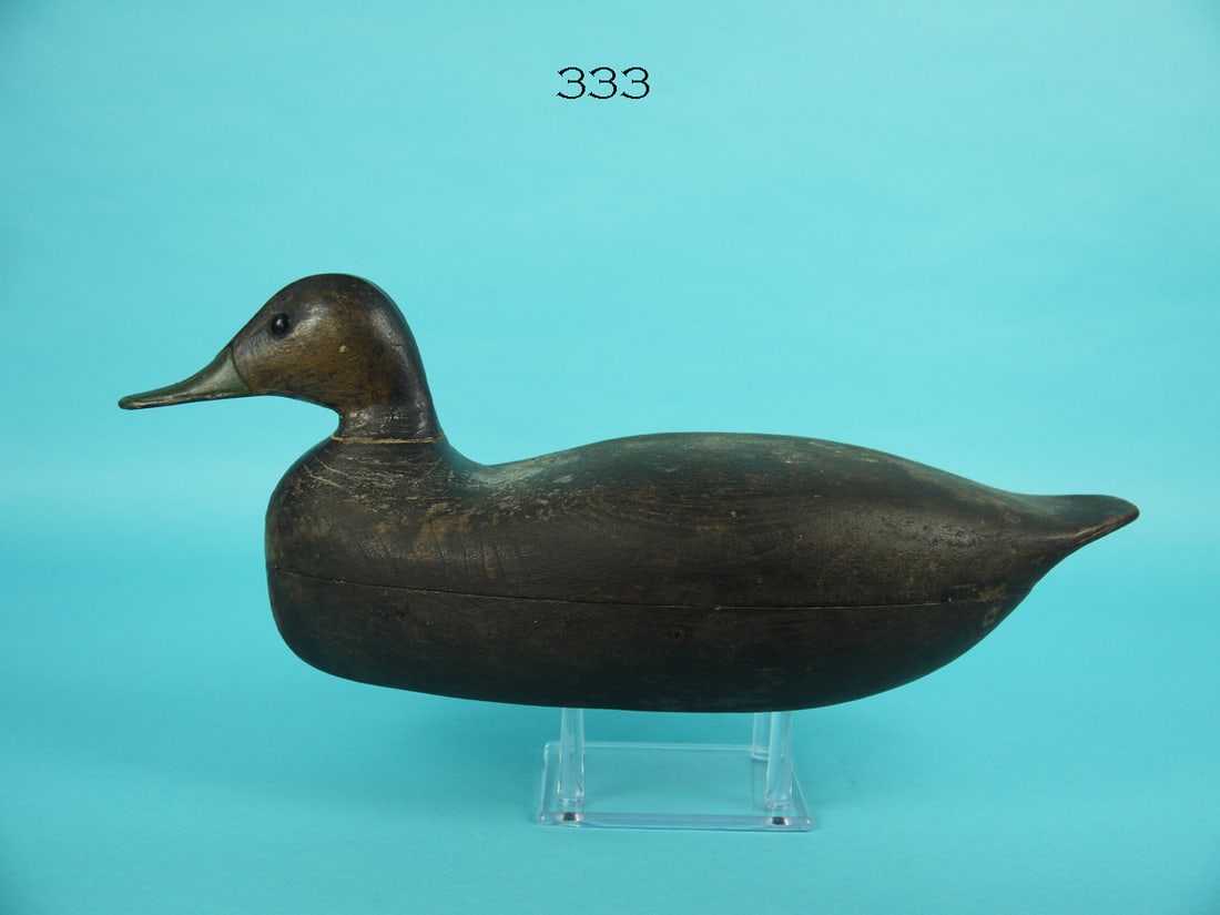 BLACK DUCK, CAPE MAY, NJ (1 of 4)