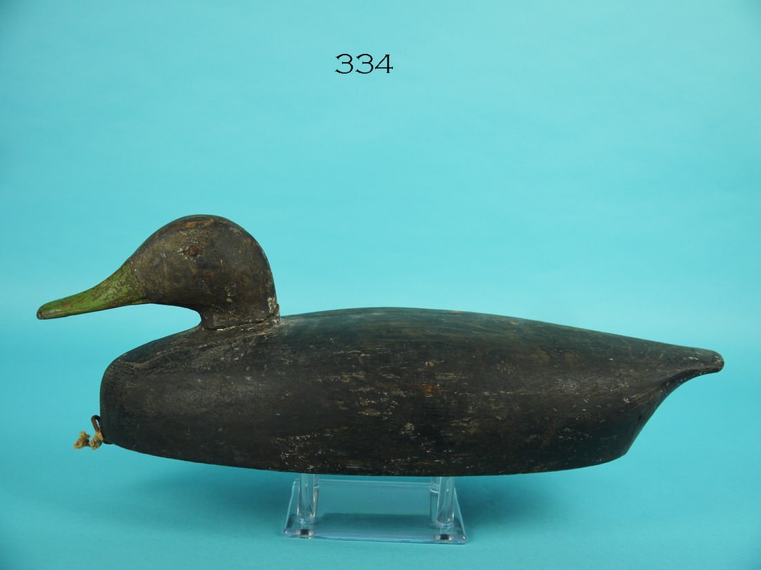 BLACK DUCK, CAPE MAY, NJ (1 of 4)