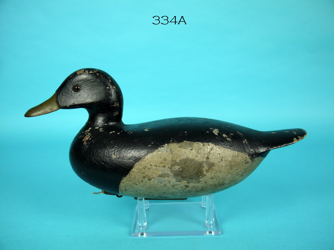 BLUEBILL DRAKE, DELAWARE BAY (1 of 4)