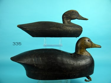 TWO BLACK DUCKS