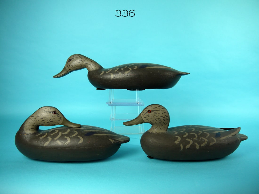 THREE BLACK DUCKS (1 of 4)