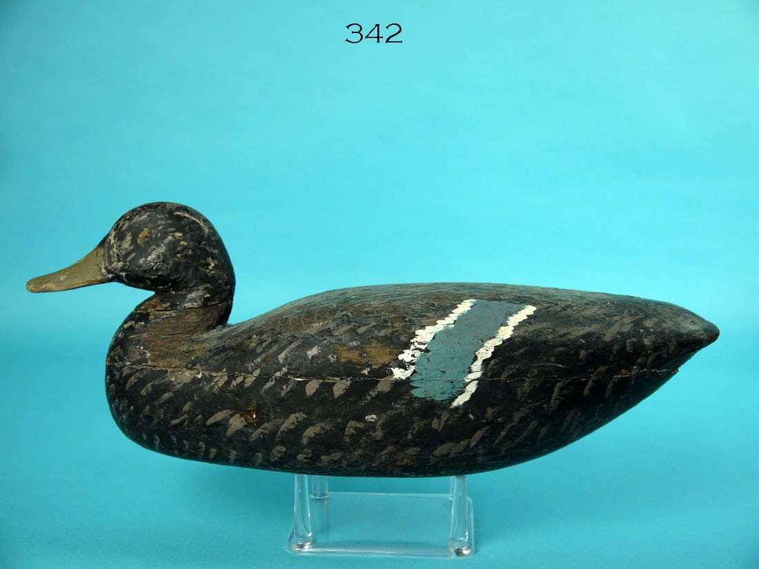 BLACK DUCK, NEW JERSEY (1 of 4)