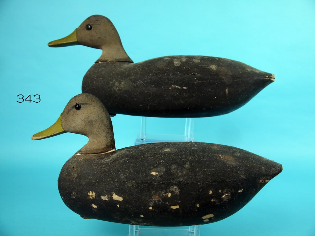 TWO BLACK DUCKS, NEW JERSEY (1 of 4)