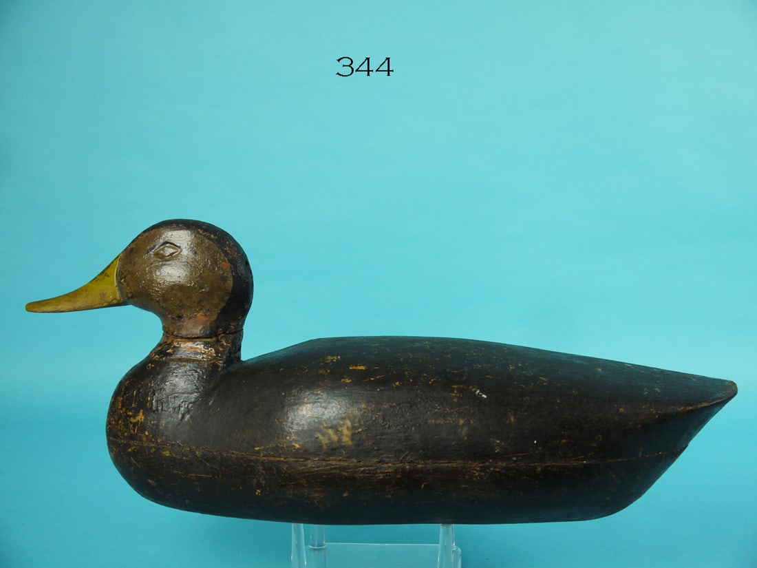 BLACK DUCK, NEW JERSEY (1 of 4)