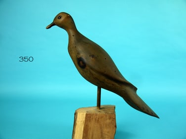MOURNING DOVE