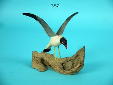 MINIATURE LAUGHING GULL