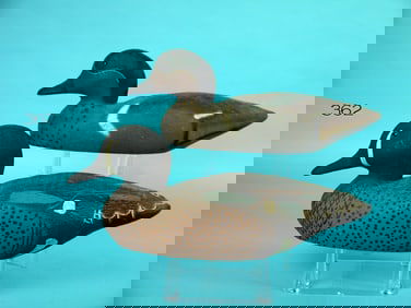 BLUE WING TEAL DRAKE/GREEN WING TEAL DRAKE, HERTER'S