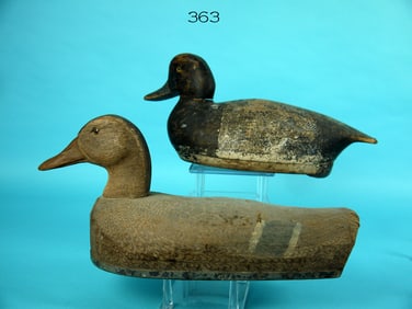 BLUEBILL DRAKE, NEW YORK/BLACK DUCK, HERTERS