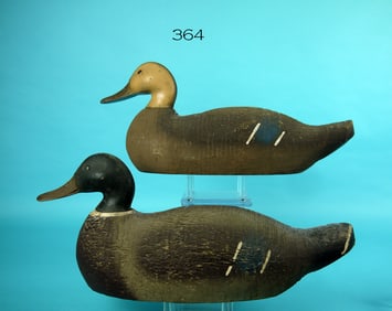 MALLARD PAIR, ANIMAL TRAP