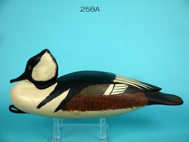 HOODED MERGANSER DRAKE, B. WHITE