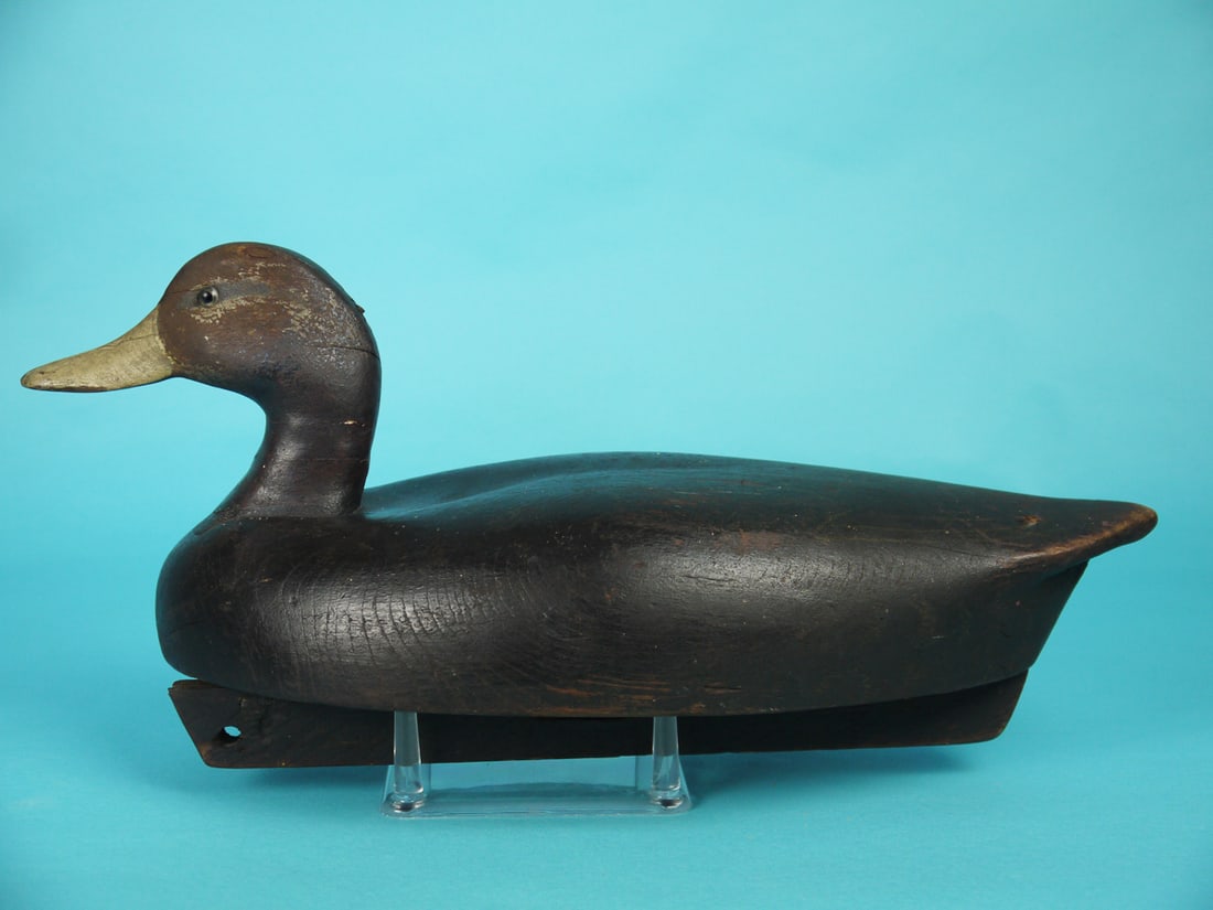 BLACK DUCK, WILDFOWLER - 2