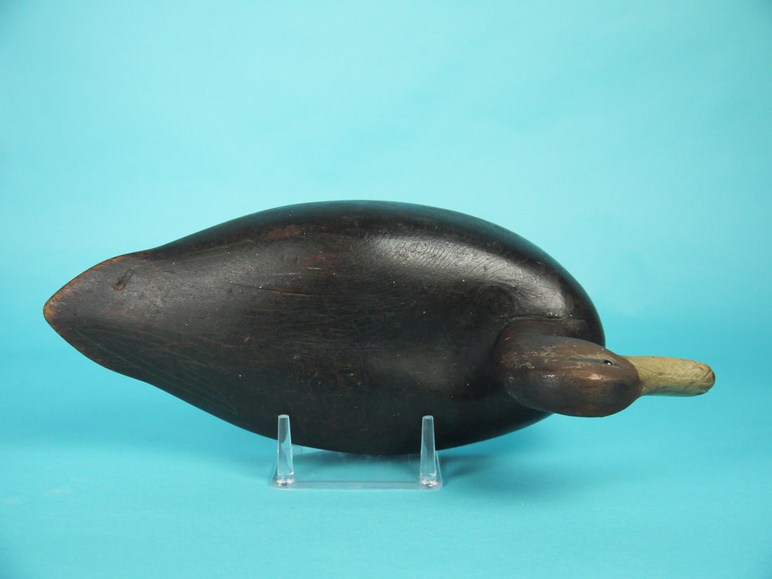 BLACK DUCK, WILDFOWLER - 3