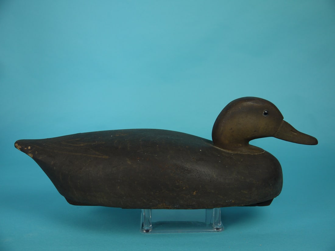 BLACK DUCK, WILDFOWLER - 2
