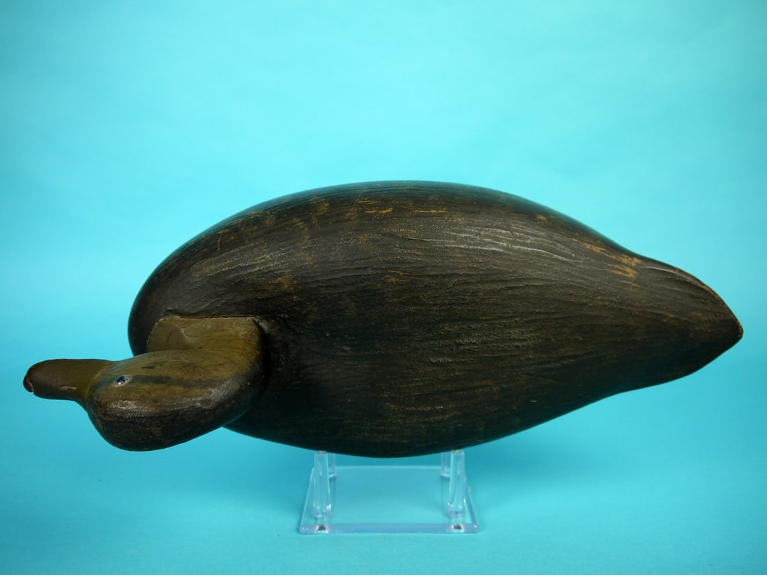 BLACK DUCK, WILDFOWLER - 3