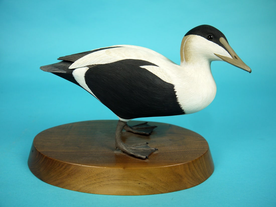COMMON EIDER, T. AHERN: VERY FINE COMMON EIDER by Tom Ahern, Bethlehem, PA. Excellent original paint and structural condition. Very detailed feather carving overall. Raised wing tips and fluted tail carving. Slightly turned