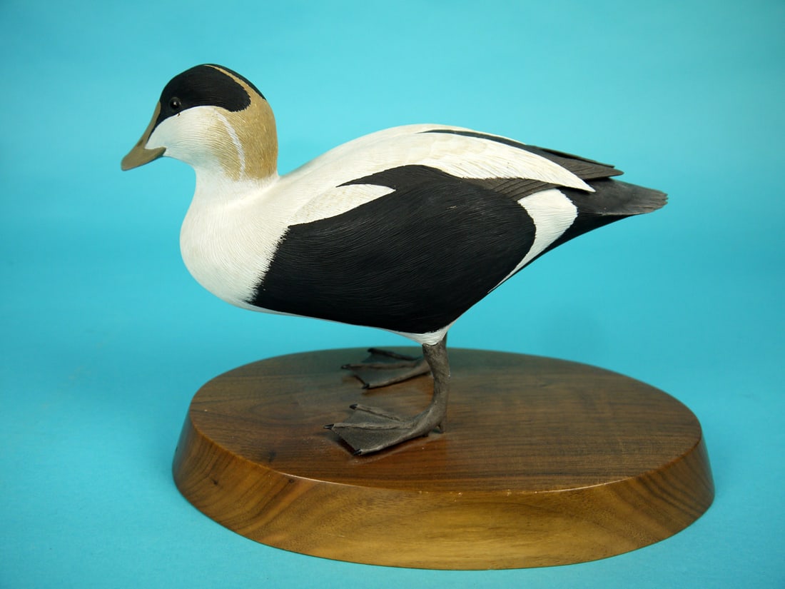 COMMON EIDER, T. AHERN - 2