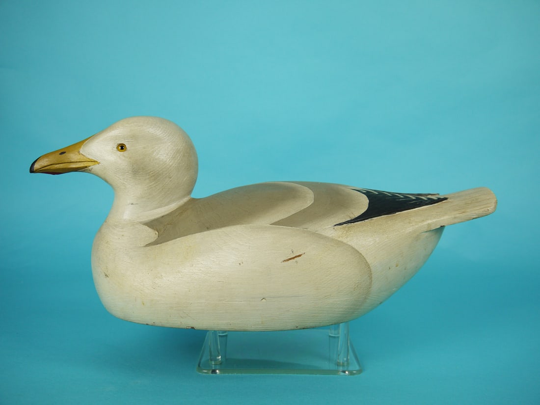 RARE GULL, W. CRANMER (1 of 4)